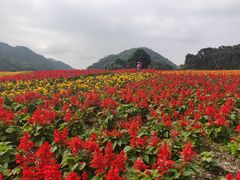 -广州市石门国家森林公园