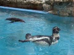 -帝企鹅自助餐厅•儿童岛•真企鹅(长隆企鹅酒店)