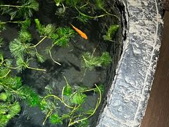 -觀芷隐轩