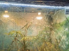 -上海大自然野生昆虫馆(东方明珠·爬宠昆虫探索中心)
