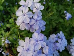 -松山湖梦幻百花洲