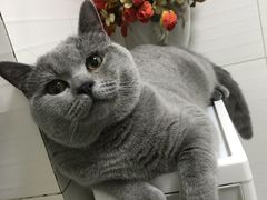 -中农大我爱我爱动物医院·核磁CT·猫病·24小时夜诊中心(石佛营店)