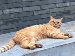 -闲·胡同 Barblu Hutong(雍和宫五道营店)