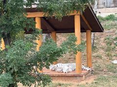 -石家庄市动物园