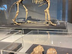 -北京周口店北京人遗址博物馆