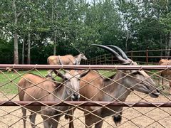 -大连森林动物园