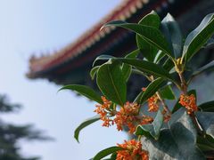 -北京市劳动人民文化宫(太庙)