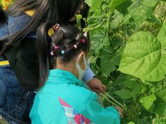 -庞各庄翠芳园西瓜蔬菜基地采摘园