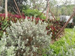 -王借岗森林公园