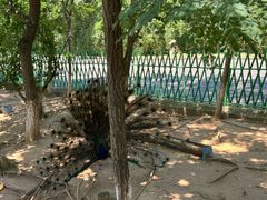 -西霞口神雕山野生动物世界