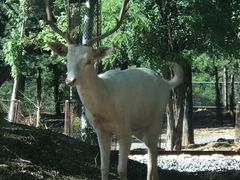 -秦皇岛野生动物园