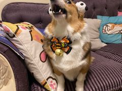 -PETKIT小佩宠物·低压洗护(国顺东路店)