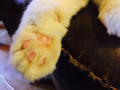 -李小姐の猫咖啡馆(五角场店)