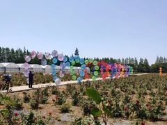 -上海长兴岛郊野公园