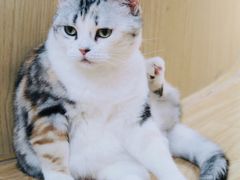 -猫和宫(六道口店)