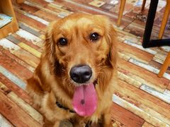 -酷豆宠物咖啡·宠物美食·撸猫馆