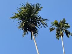 -西双版纳原始森林公园