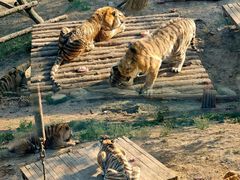 -大连森林动物园