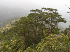 -海南霸王岭国家森林公园