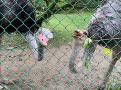 -吉隆坡雀鸟公园