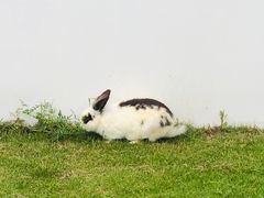 -乌村