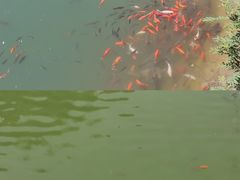 -黄花溪