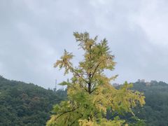 -报恩寺(平武县)