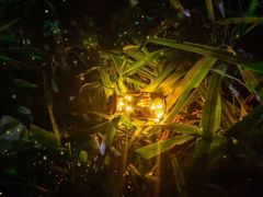 -福建鲤鱼洲酒店