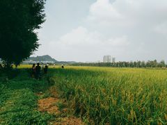 -光明小镇欢乐田园