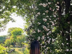-鹅湖玫瑰文化园