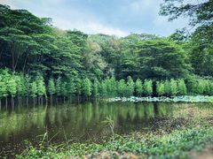 -番禺大夫山森林公园