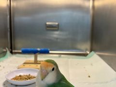 -立德异宠动物医院.兔鸟爬.内窥镜(天河店)