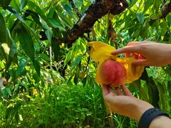 -南汇水蜜桃采摘(大团店)