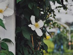 -猫米花园