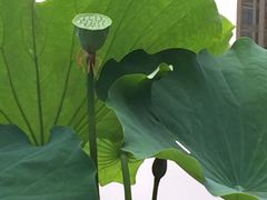 -陈家山荷花公园