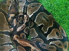 蟒-凯德广场(学府店)