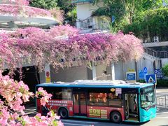 -深圳仙湖植物园