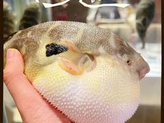 -肆月河豚·新淮扬菜·烤鸭(中关村店)