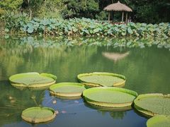 -上海滨江森林公园