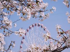 -顾村公园