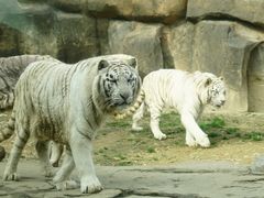 -杭州野生动物世界