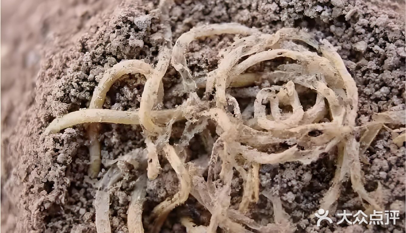 与食物的故事——面条