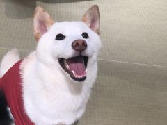 -逗柴咖啡屋·狗咖猫咖宠物桌游