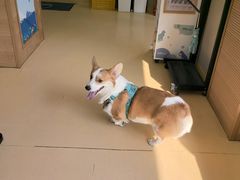 -芭比堂动物医院·犬猫全科·异宠专科(雁塔分院)