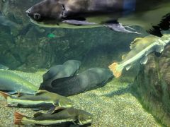 -太平洋海底世界