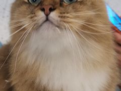 -猫域·湾主题猫咖·宠物吧(南坪城市广场店)