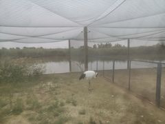 -盐城丹顶鹤湿地生态旅游区