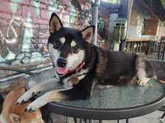 -柴犬高等学院·狗咖·柴犬售卖·宠物训练