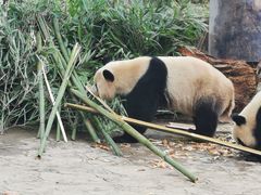 -都江堰中华大熊猫苑