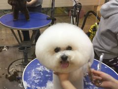 -PETKIT小佩宠物(古北店)